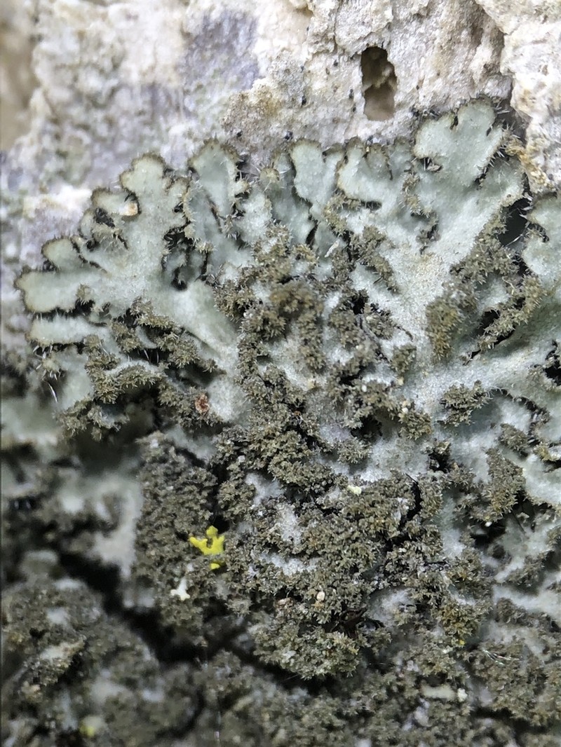 Kihlman's Wreath Lichen photo 3