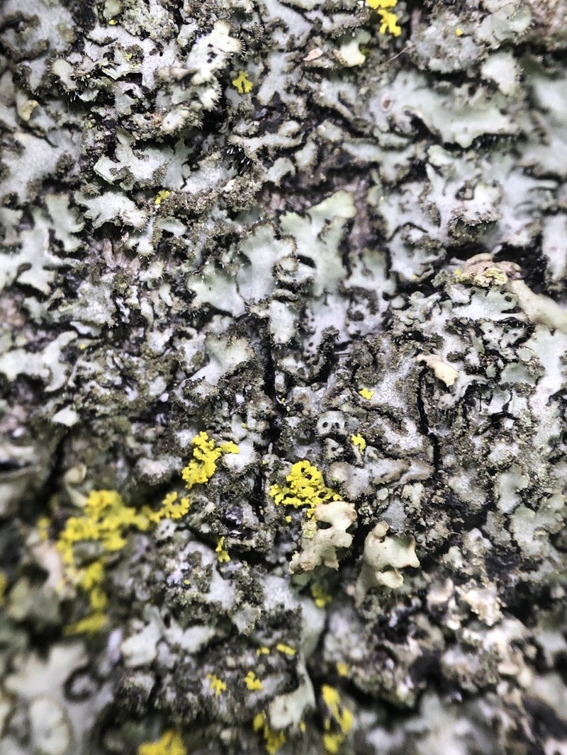 Kihlman's Wreath Lichen photo 4
