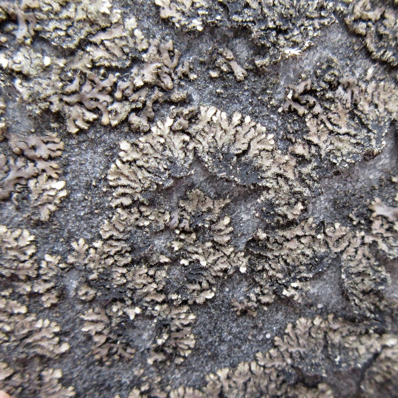 Kihlman's Wreath Lichen photo 5