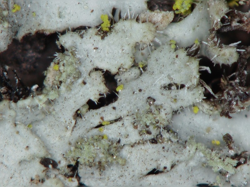 Kihlman's Wreath Lichen photo 6