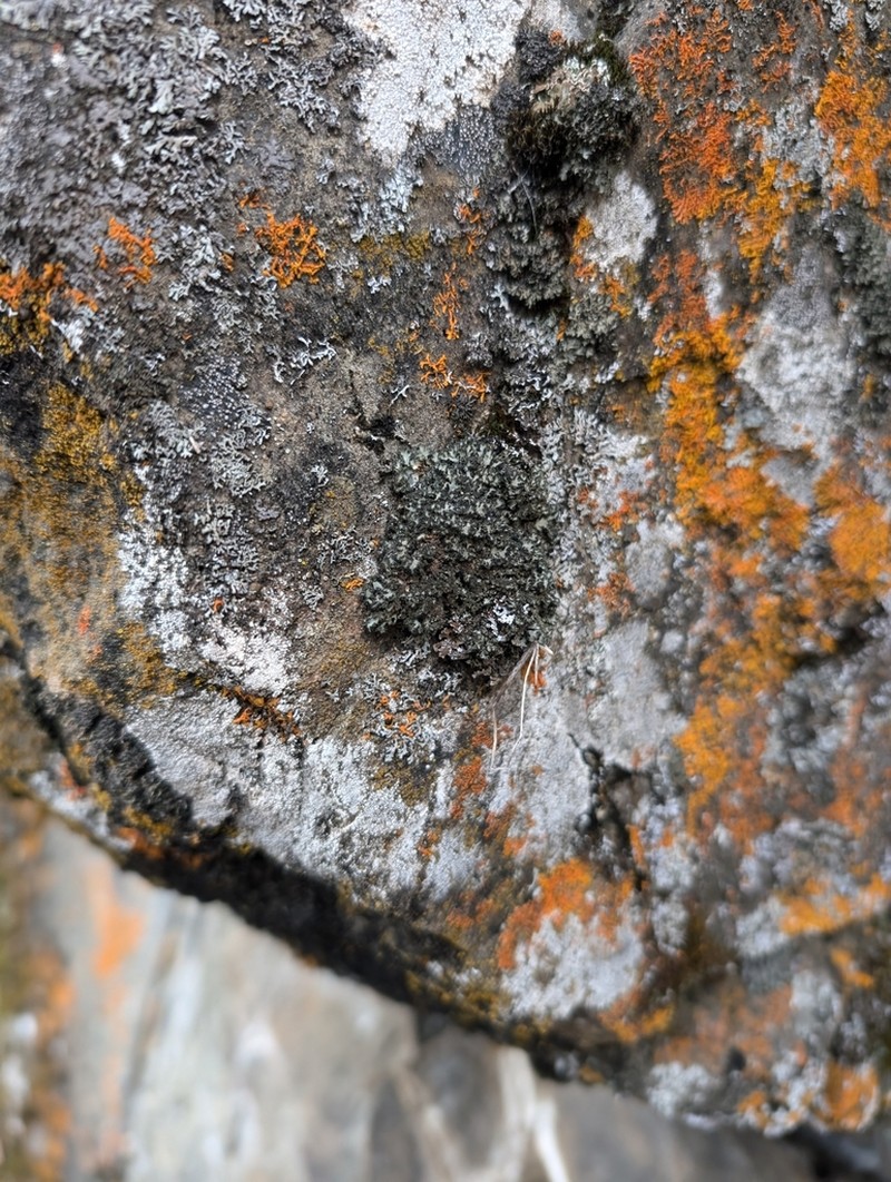 Kihlman's Wreath Lichen photo 7
