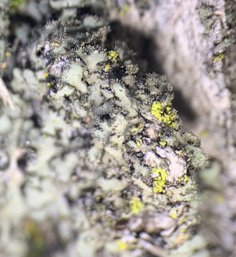 Kihlman's Wreath Lichen photo 8