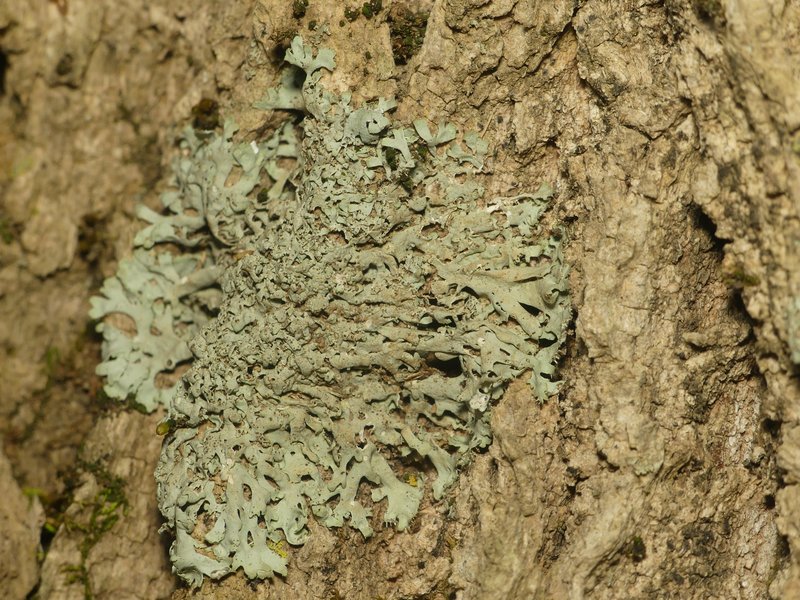 Wreath Lichen photo 2