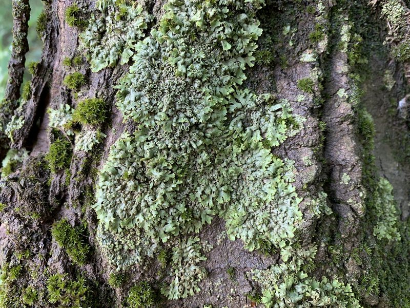 Wreath Lichen