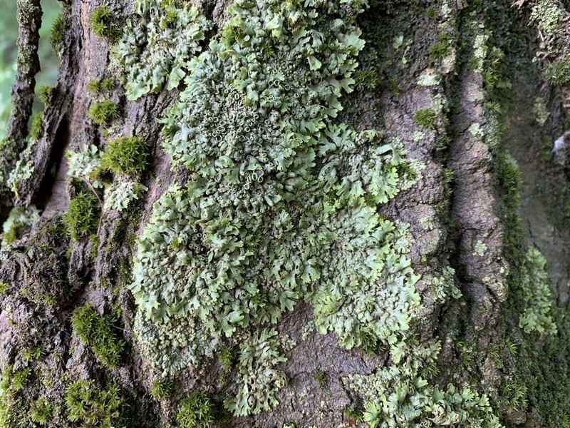 Wreath Lichen photo 3