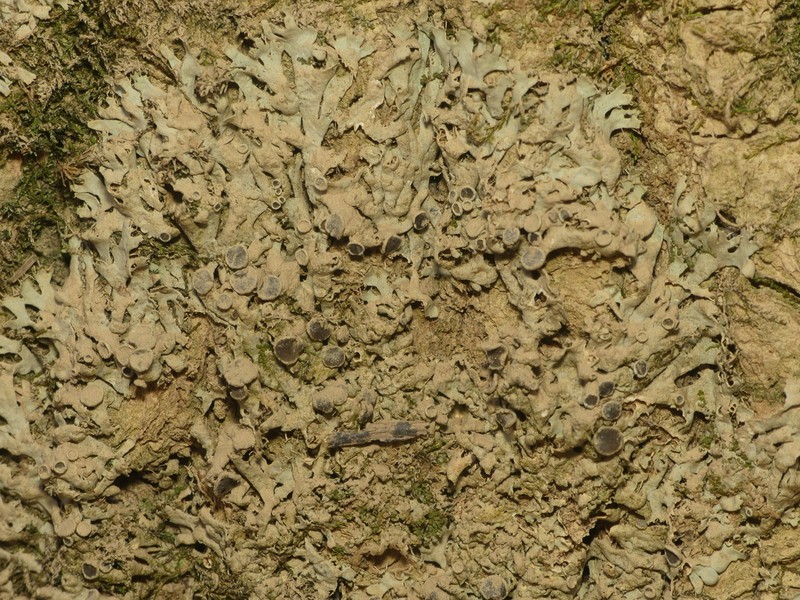 Wreath Lichen photo 4