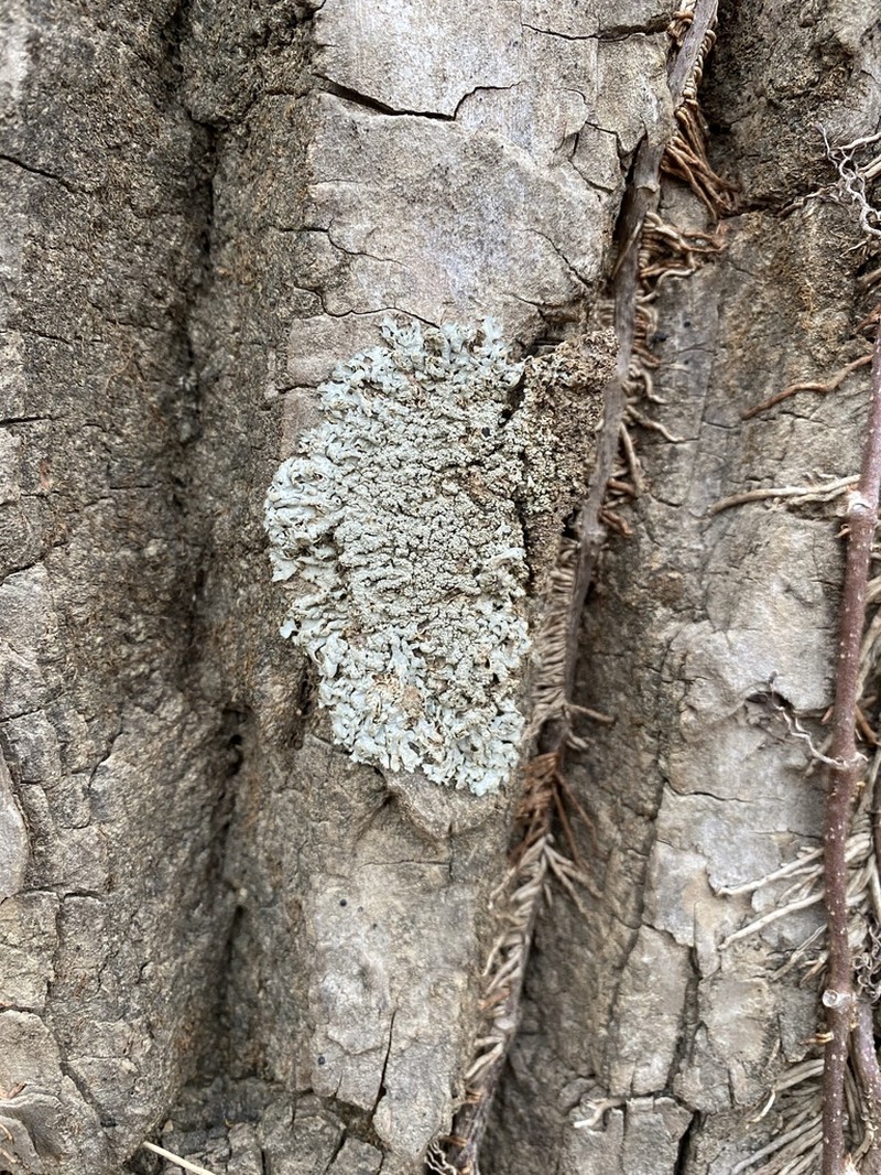 Wreath Lichen photo 5