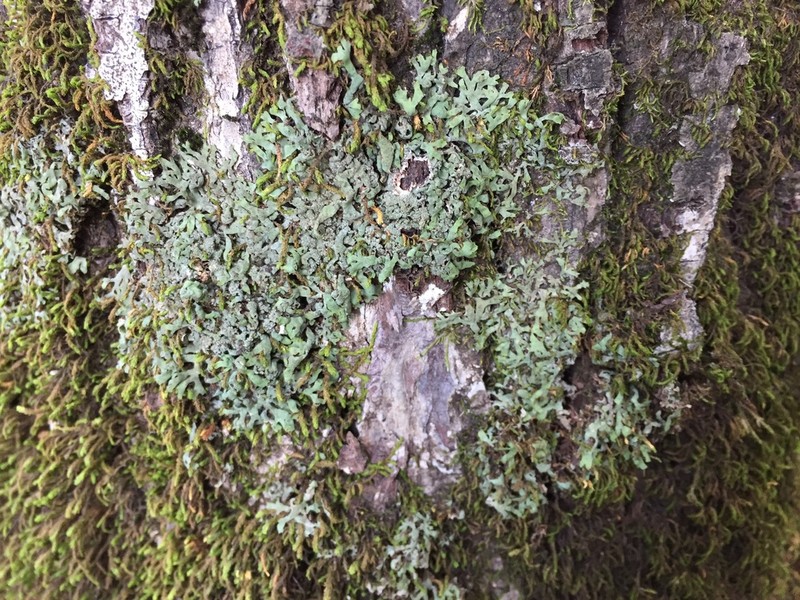 Wreath Lichen photo 6