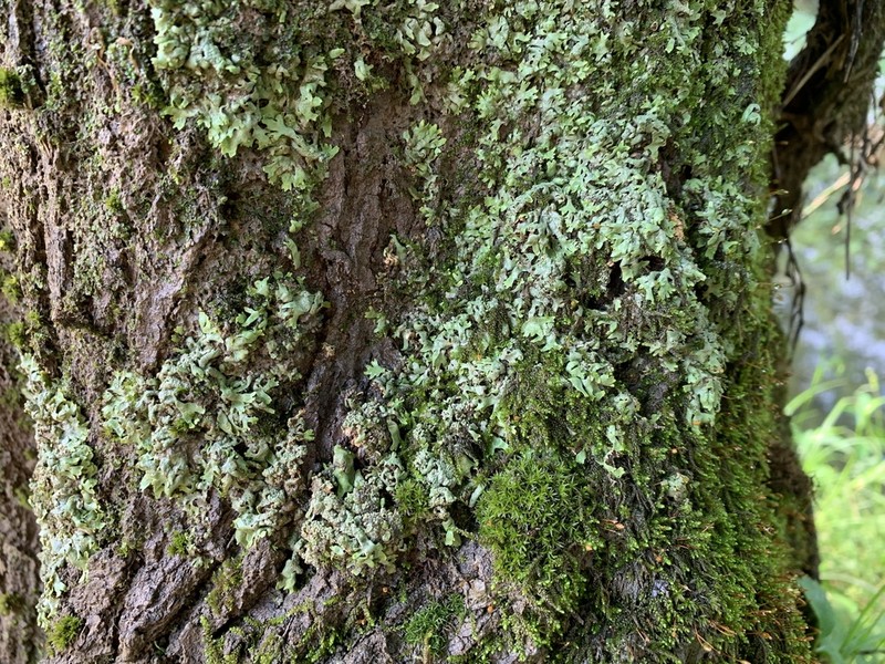 Wreath Lichen photo 7