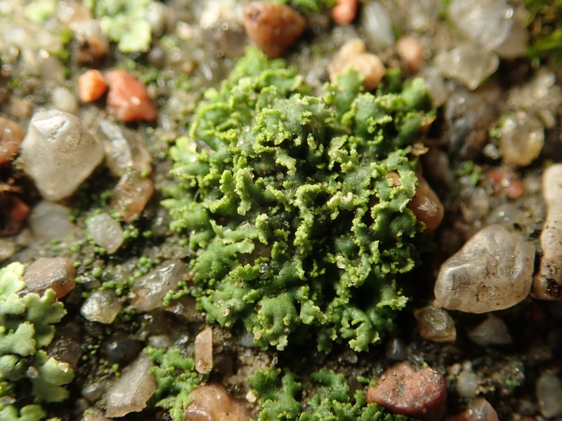 Wreath Lichen