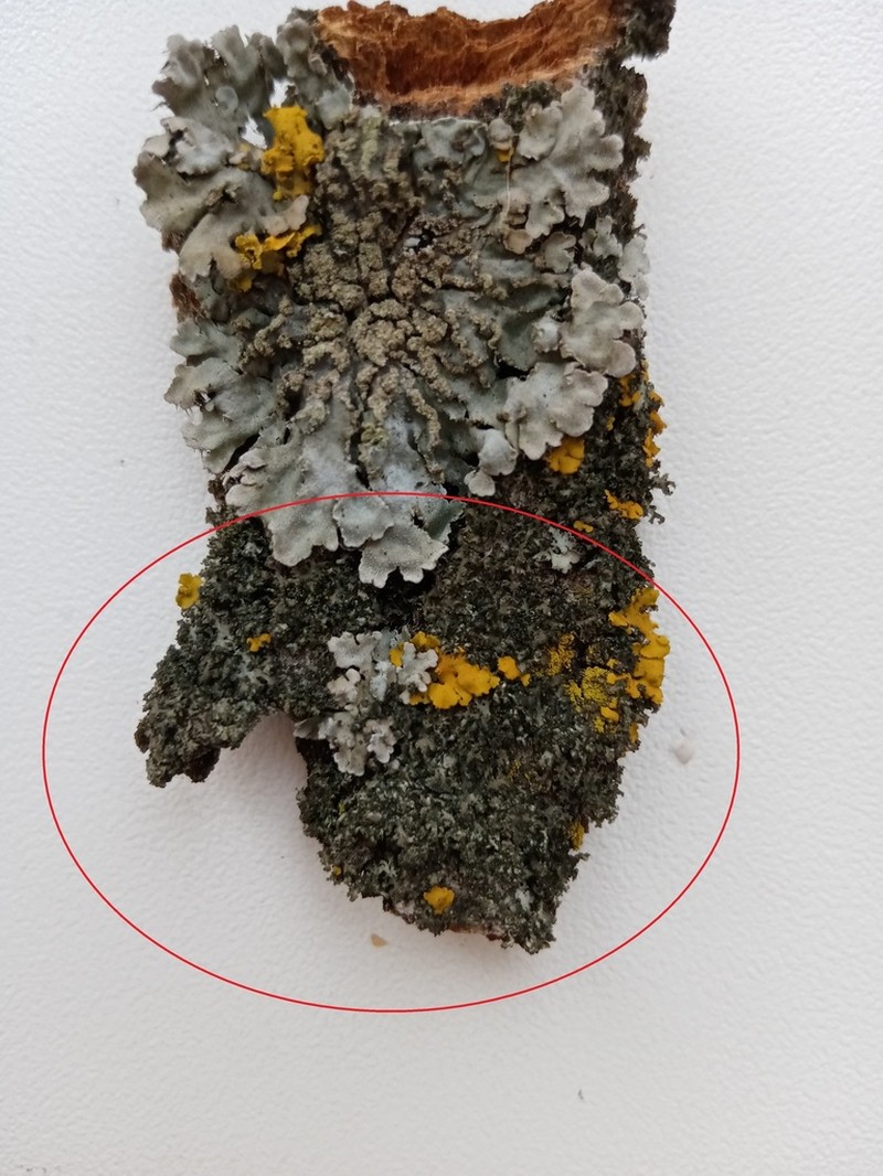 Wreath Lichen photo 2