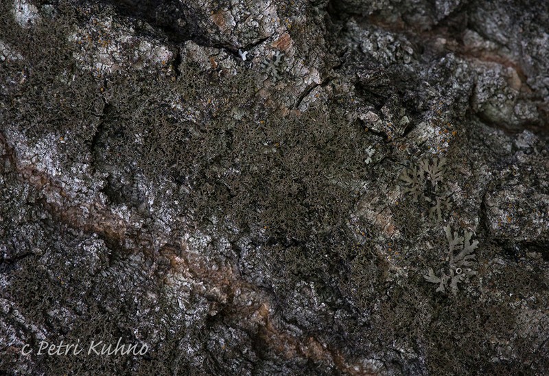 Wreath Lichen photo 3
