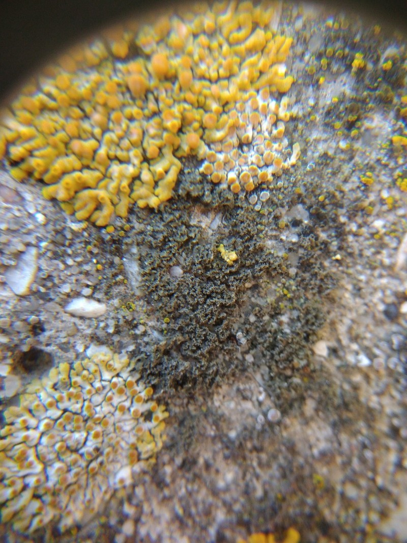 Wreath Lichen photo 4