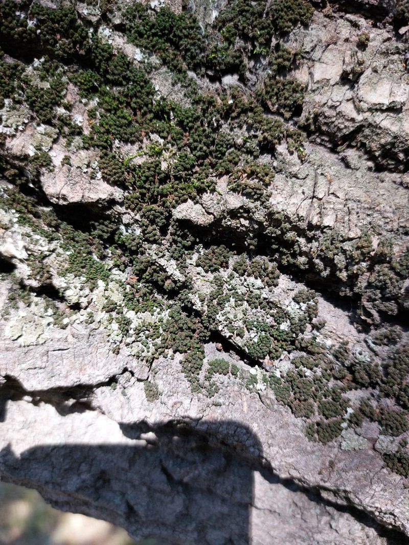 Wreath Lichen photo 5