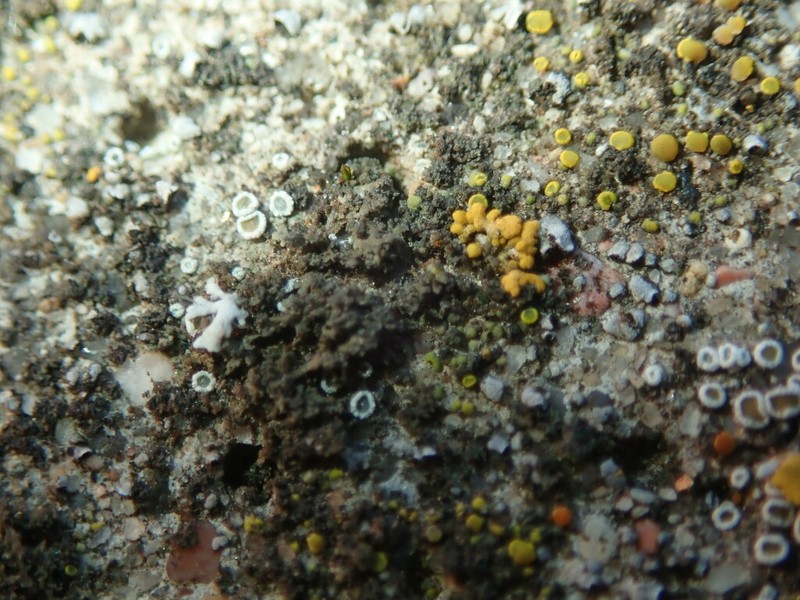 Wreath Lichen photo 6