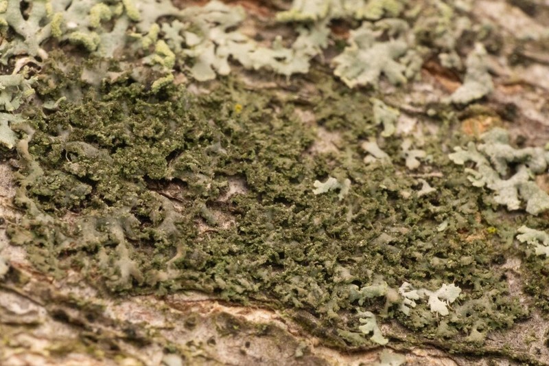 Wreath Lichen photo 7