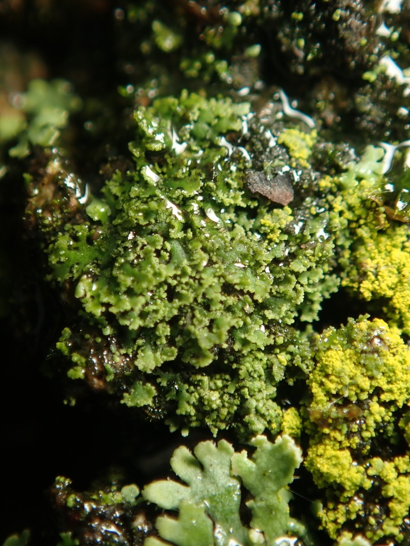 Wreath Lichen photo 8