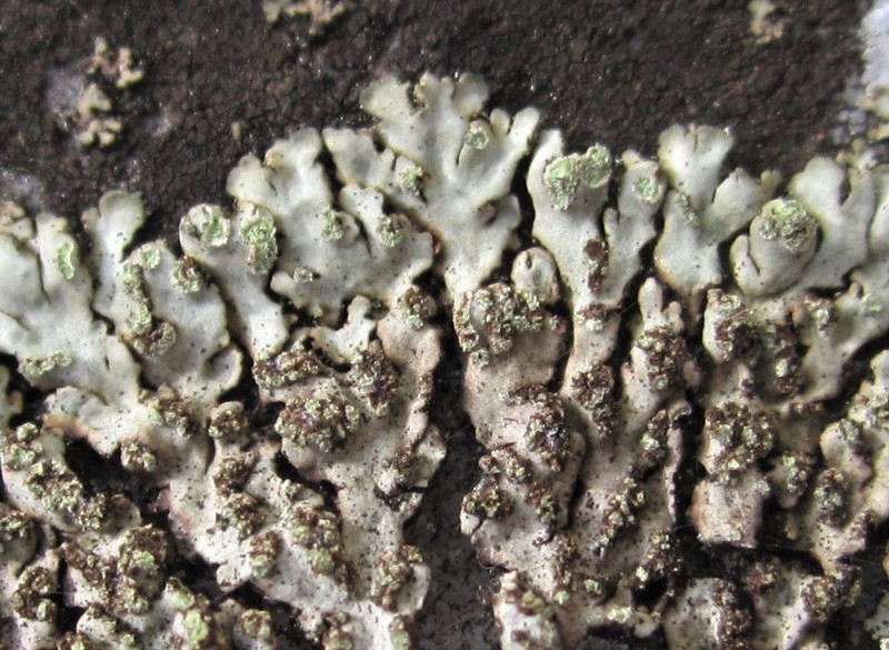 Wreath Lichen