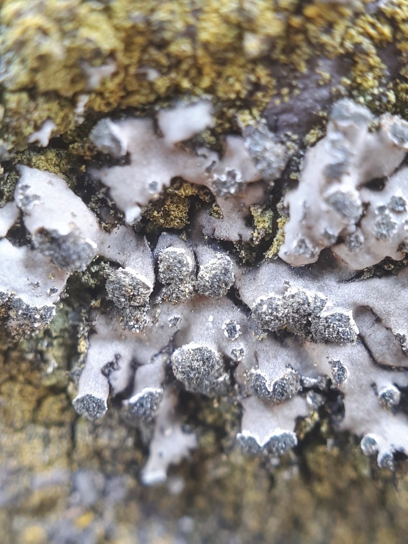 Wreath Lichen photo 2