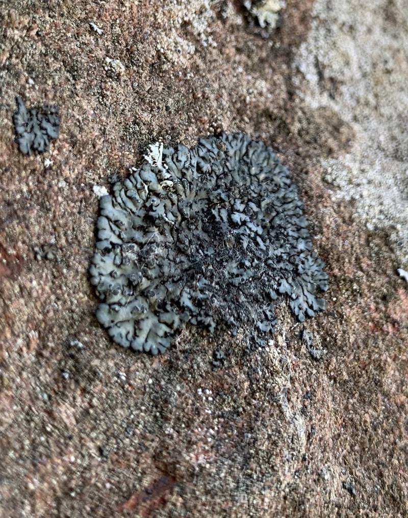 Wreath Lichen photo 3
