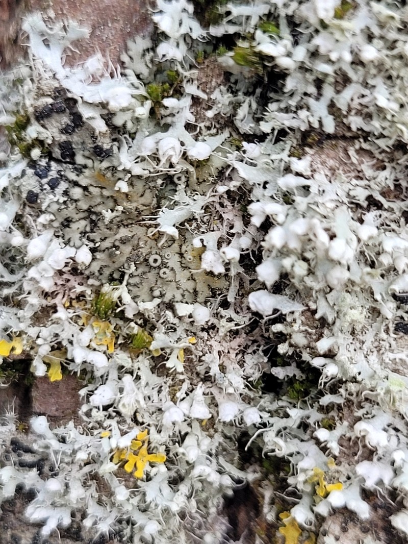 Wreath Lichen photo 4