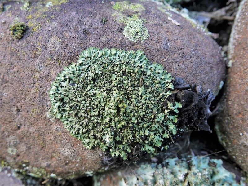 Wreath Lichen photo 5