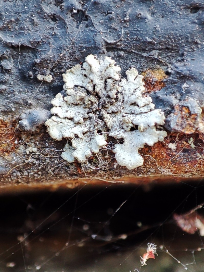 Wreath Lichen photo 6