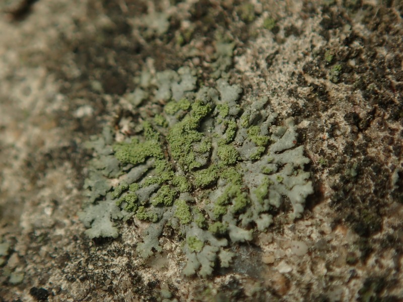 Wreath Lichen photo 7