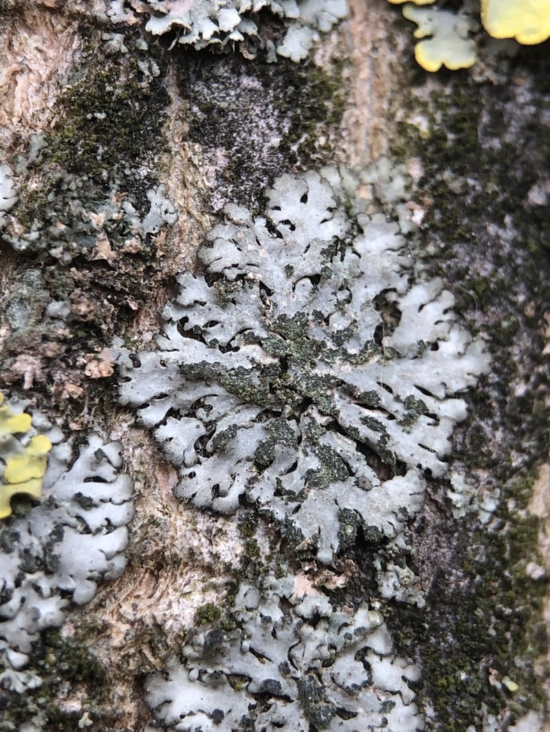 Wreath Lichen photo 8