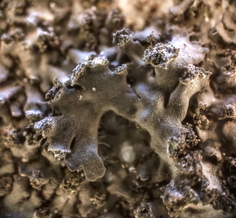 Wreath Lichen
