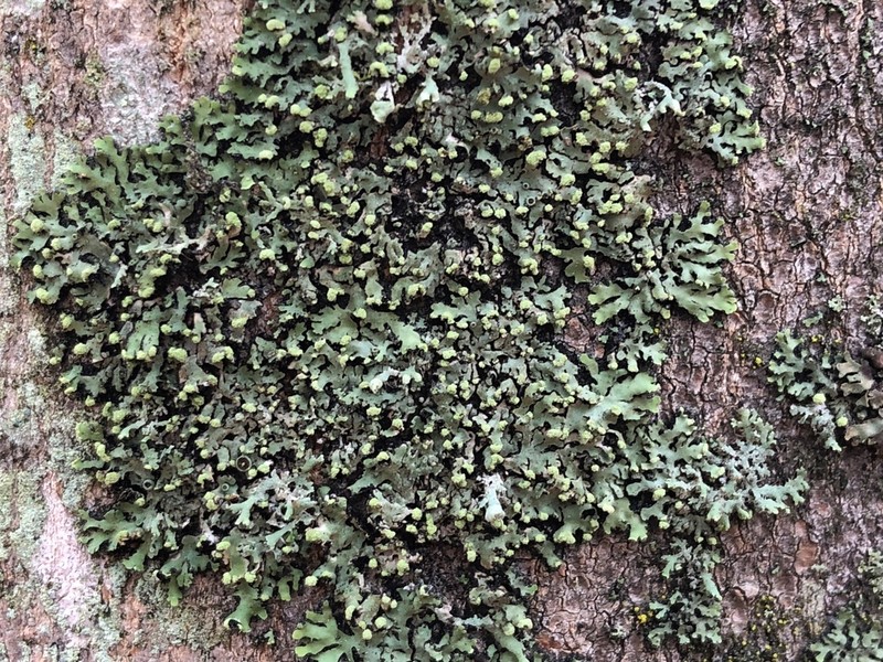 Wreath Lichen photo 2