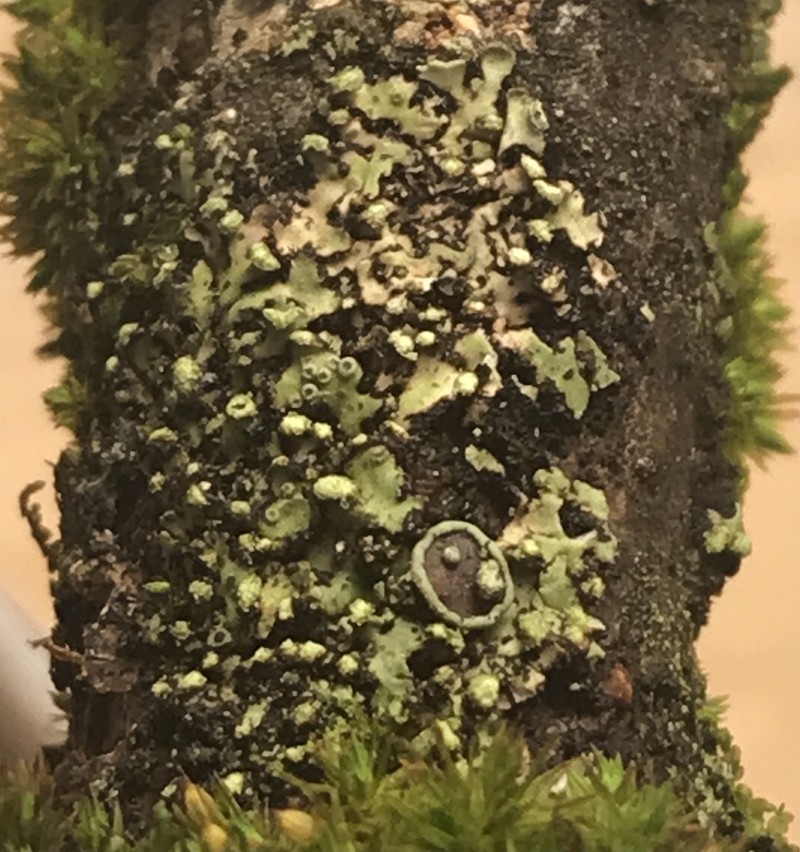 Wreath Lichen photo 3