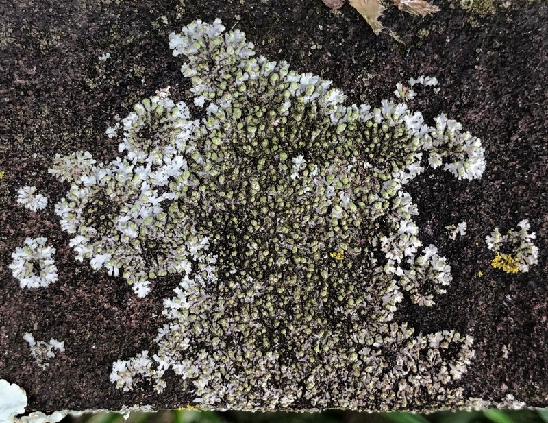 Wreath Lichen photo 4