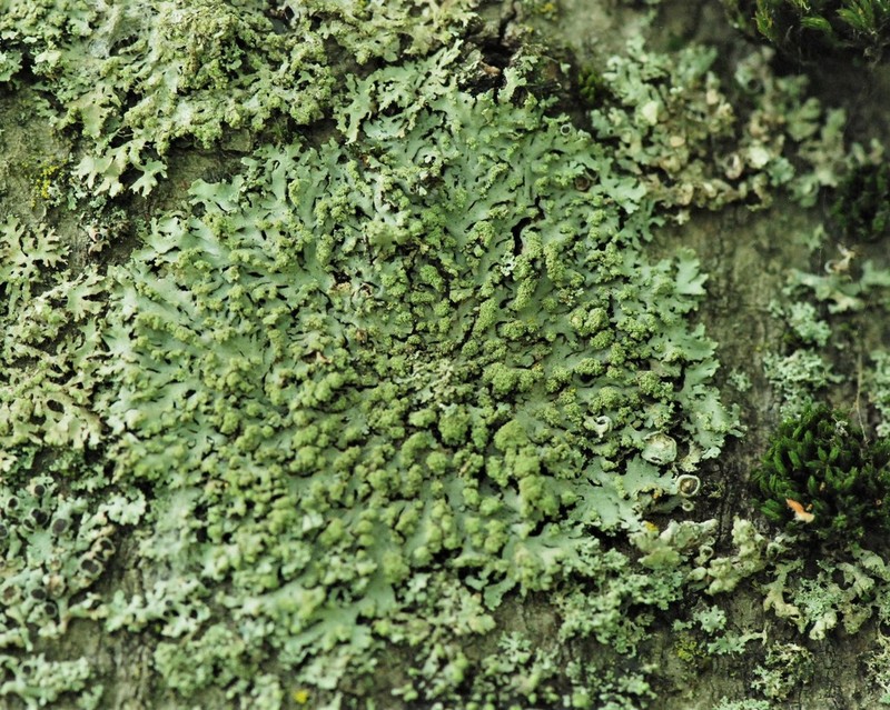 Wreath Lichen photo 5