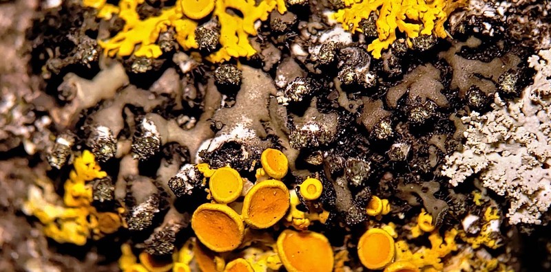 Wreath Lichen photo 6