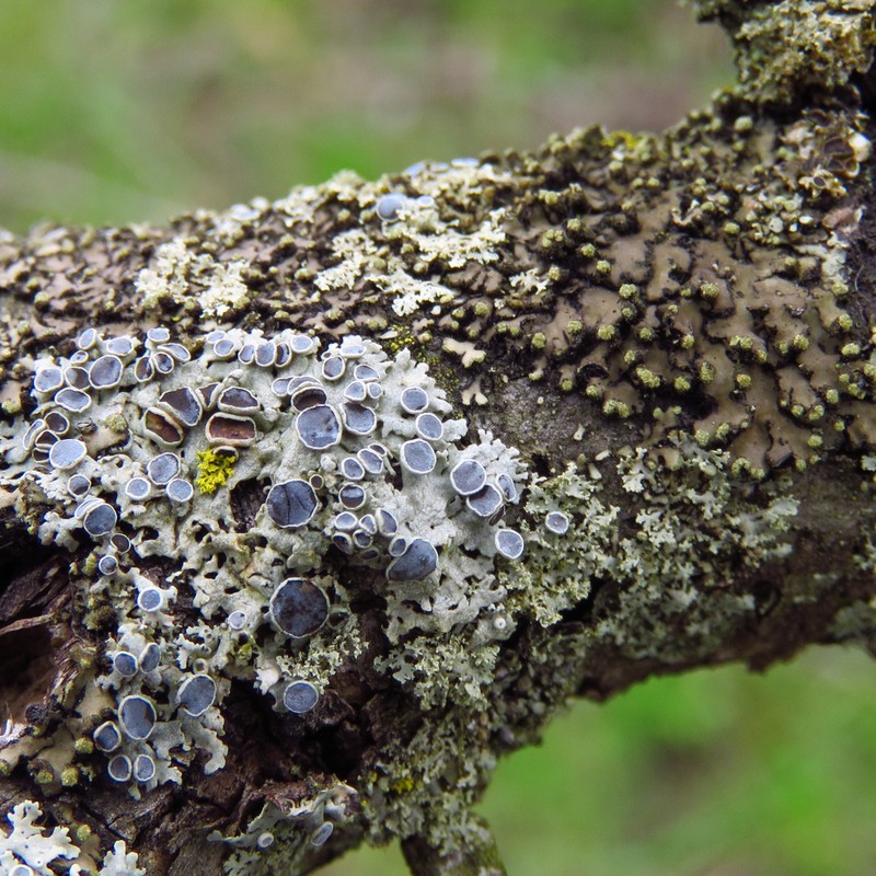 Wreath Lichen photo 7