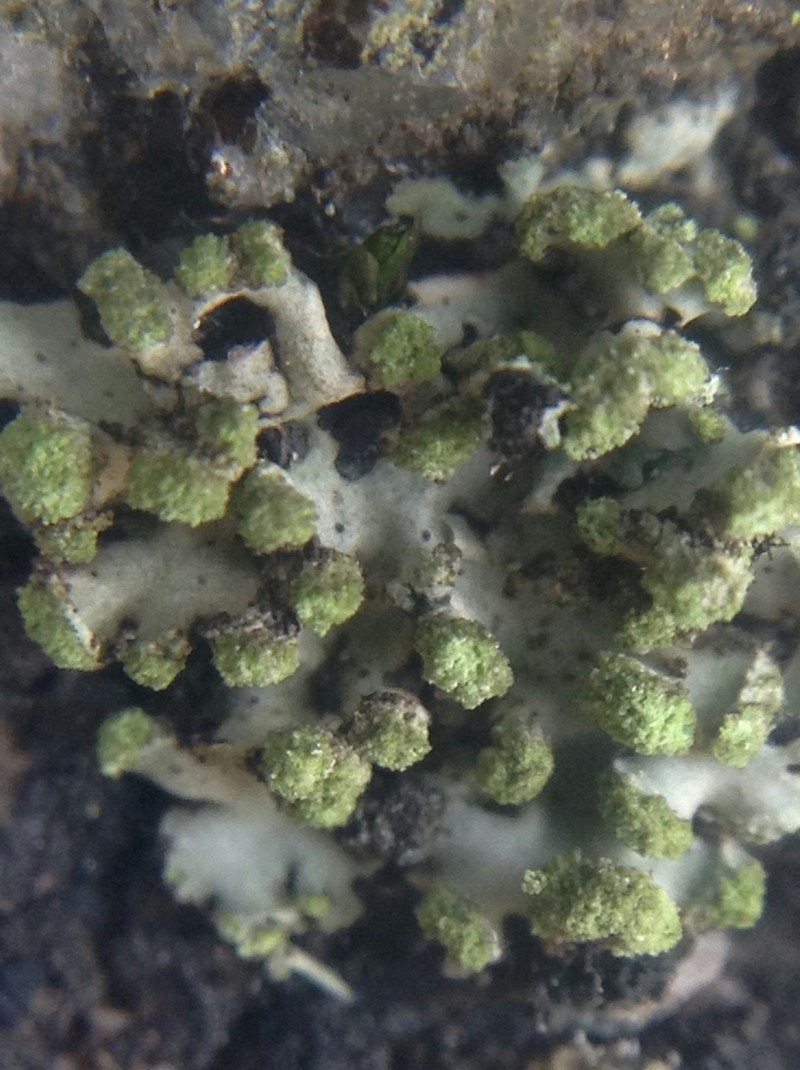 Wreath Lichen photo 8