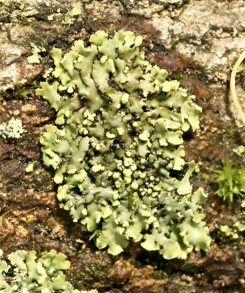 Wreath Lichen