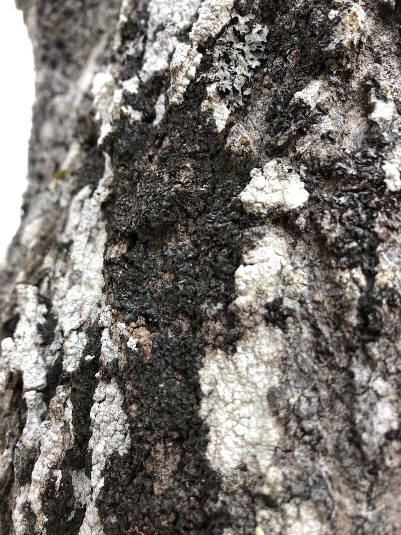 Wreath Lichen
