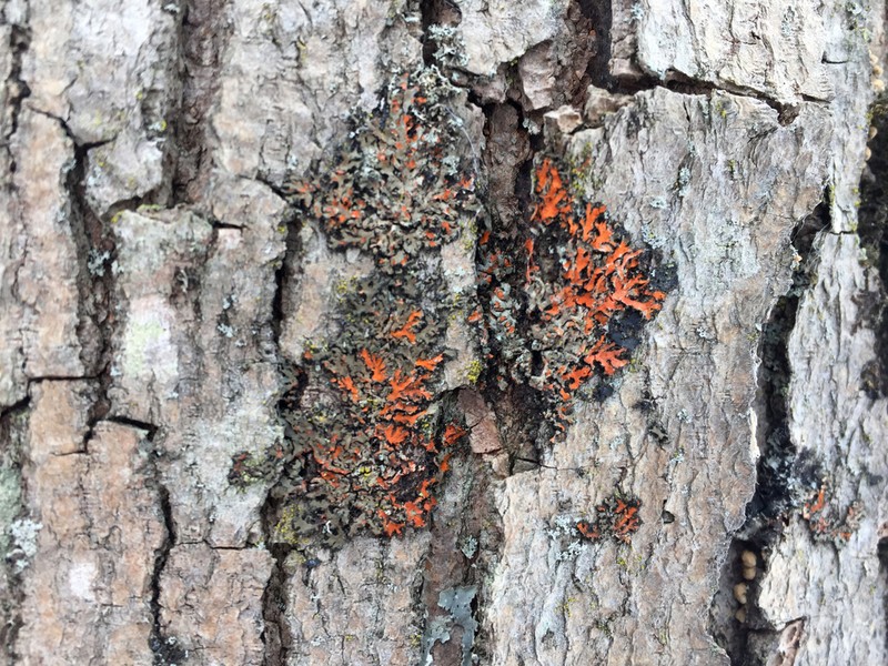 Wreath Lichen photo 2