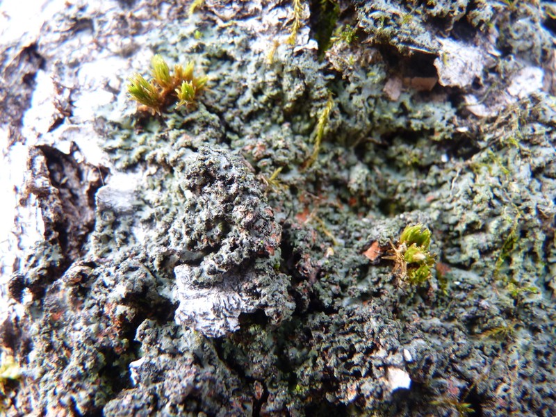 Wreath Lichen photo 3