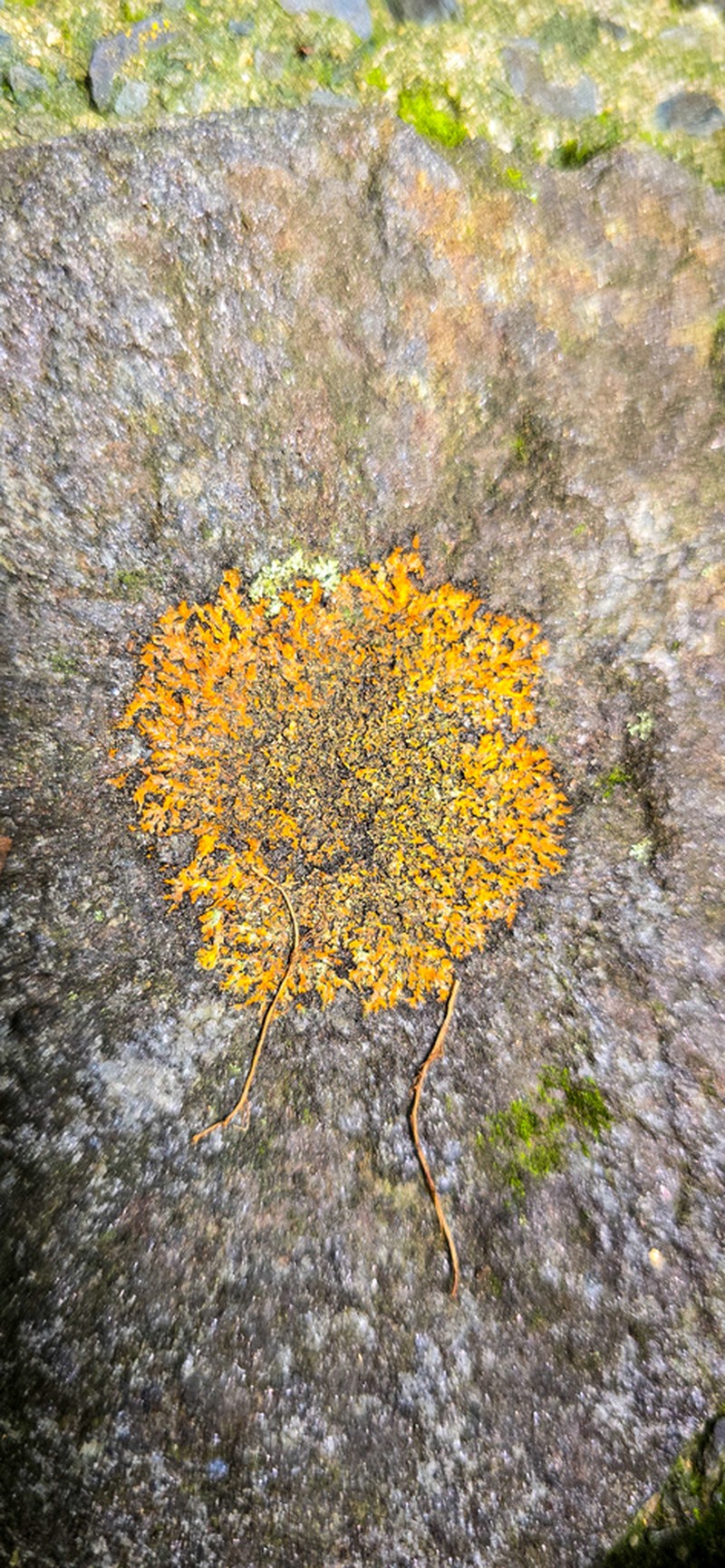 Wreath Lichen photo 4