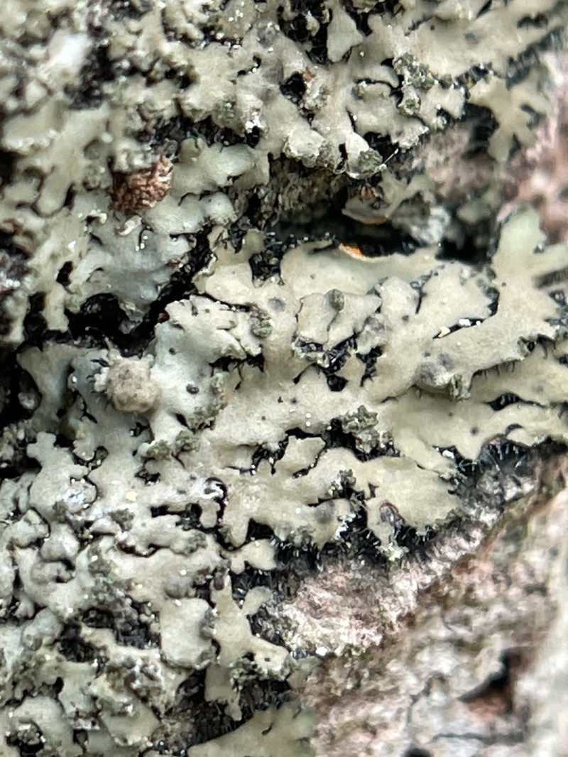 Wreath Lichen photo 5