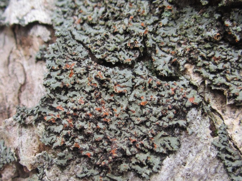 Wreath Lichen photo 6