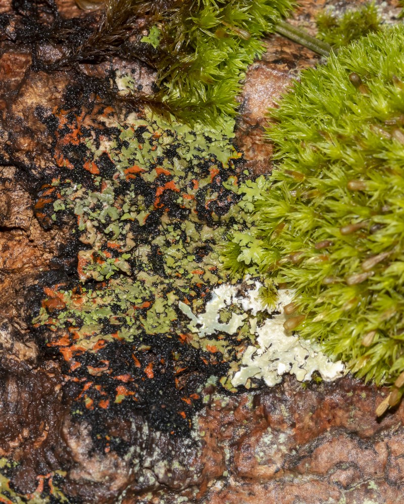 Wreath Lichen photo 7