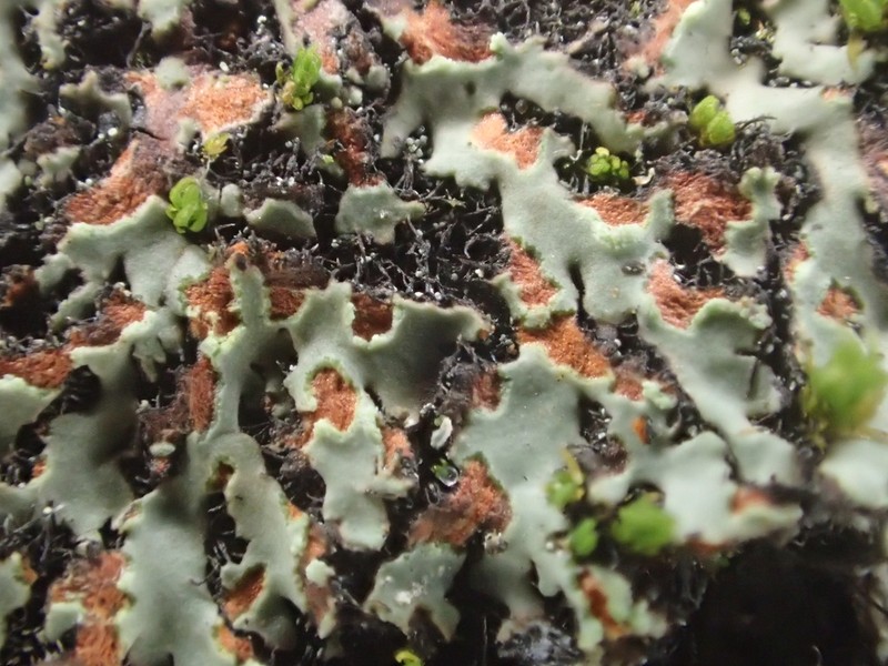 Wreath Lichen photo 8