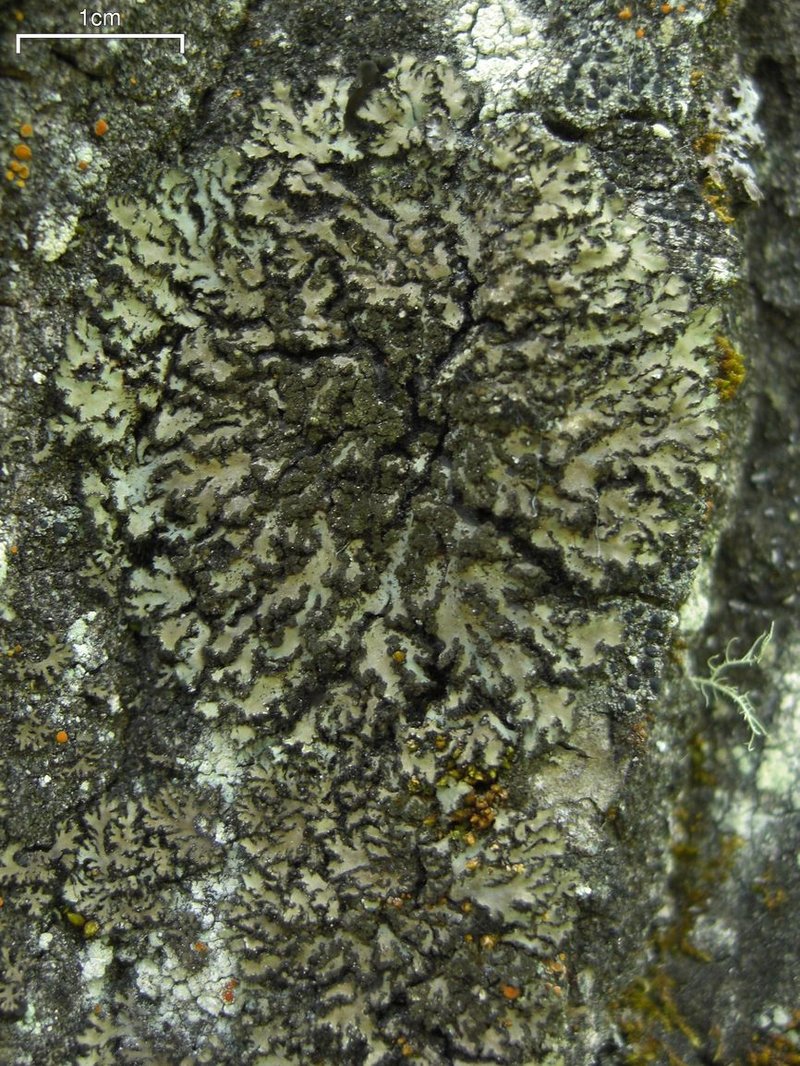 Wreath Lichen