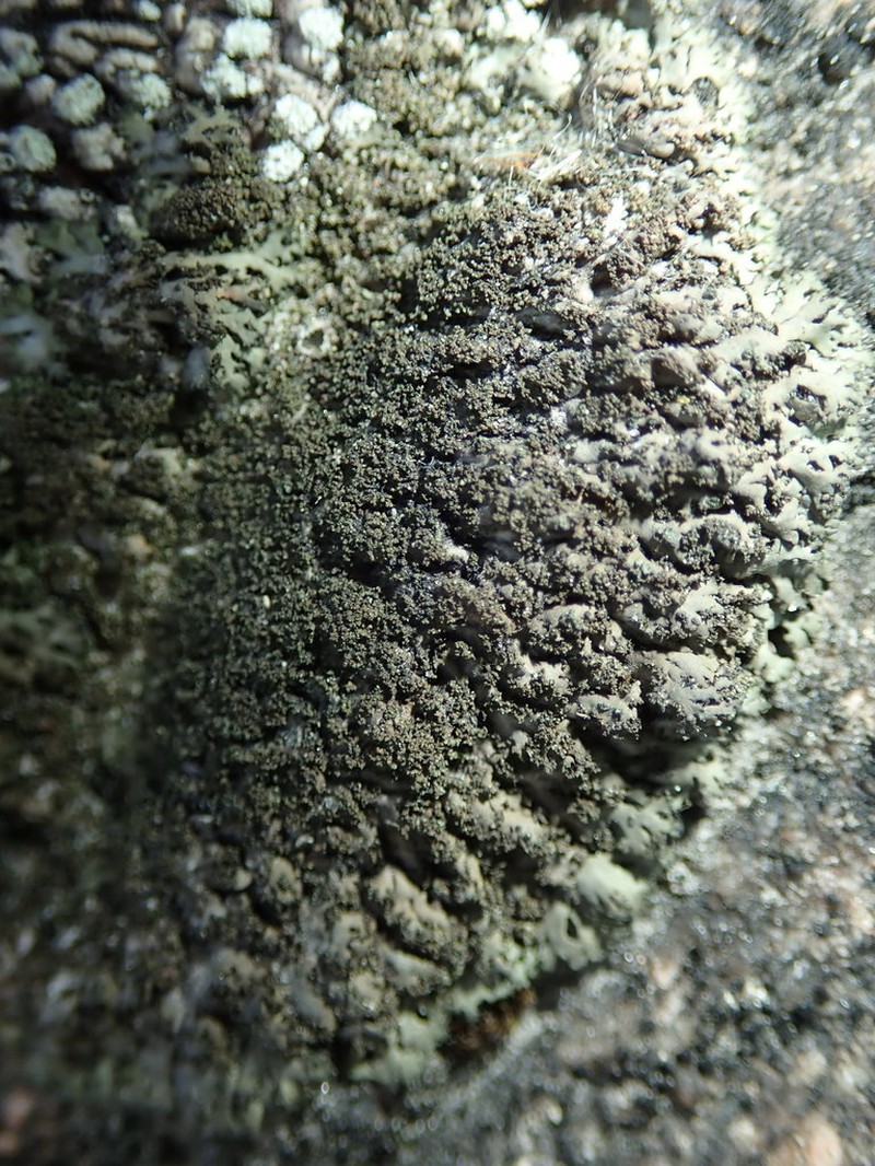 Wreath Lichen