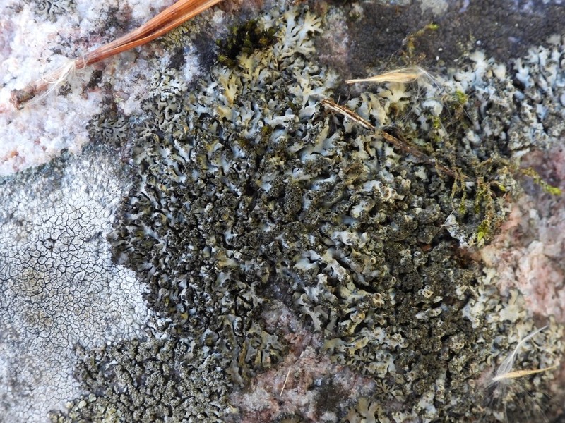 Wreath Lichen photo 2