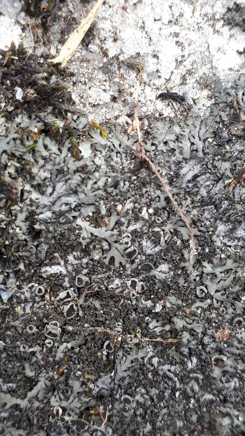 Wreath Lichen photo 3